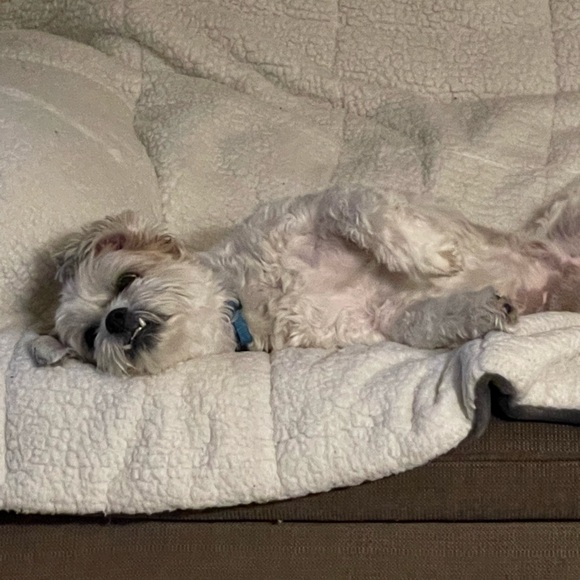 Meet your Posher, Jennifer - Picture 6 of 7